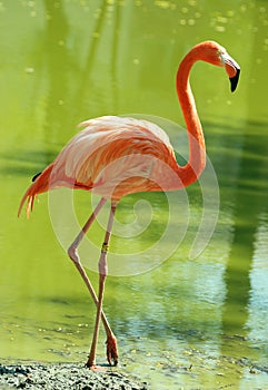 Flamingo