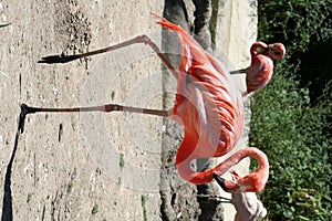 Flamingo