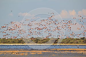 Flamingo - African Exotic Wildlife Background - Flock Flight