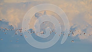 Flamingo - African Exotic Wildlife Background - Freedom Flight