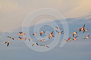 Flamingo - African Exotic Wildlife Background - Freedom Flight of Instinct
