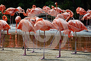 Flamingo Bird