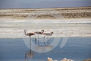 Flamingo, Atacama Chile, South America
