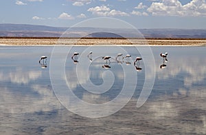 Flamingo at Atacama desert
