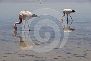 Flamingo, Atacama,Flamingos at the atacama dessert in Chile, South America. Looking for food. Chile, South America