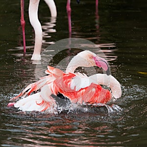 Flamingo bath