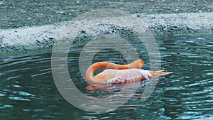 Flamingo bathing, dip head into the water, splashes, cleans feathers