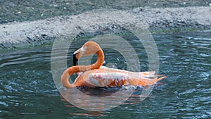 Flamingo bathing, dip your head into the water, vigorously waving wings