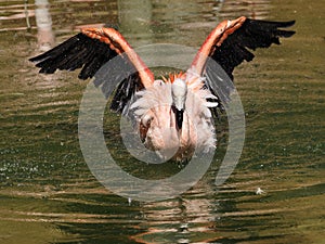 Flamingo bathing in water  with open wings