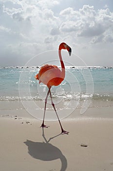 Flamingo on the beach