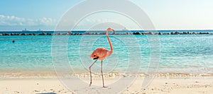 Flamingo on the beach. Aruba island
