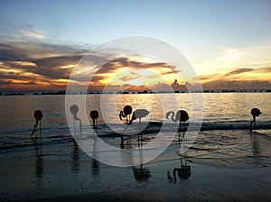 Flamingo on a beach during sunset