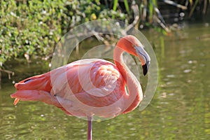 Flamingo
