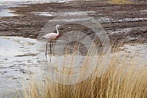 Flamingo with Beautiful landscapes view of Laguna Colorada Red Lagoon at Salar de Uyuni, Bolivia