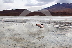 Flamingo with Beautiful landscapes view of Laguna Colorada Red Lagoon at Salar de Uyuni, Bolivia