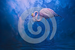 Flamingo photo