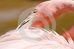 Flamingo, bird