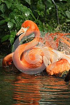 Flamingo bird