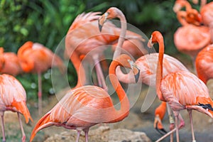 Flamingo bird