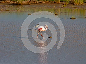 Flamingo bird in the Amboseli National Park