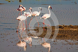 Flamingo bird in the Amboseli National Park