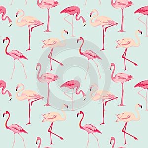 Flamingo Bird Background