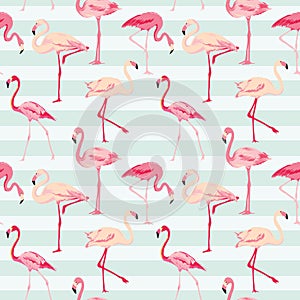 Flamingo Bird Background