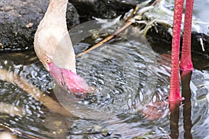 Flamingo Bird Drinking Water.