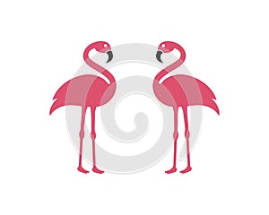 Flamingo bird illustration design