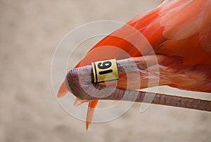 Flamingo Bird Leg Tagging Program Closeup photo
