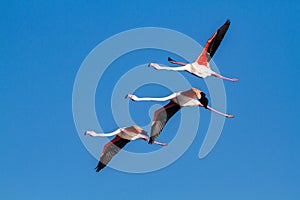 flamingo bird that lives on the beaches and marshes of europe po delta regional park