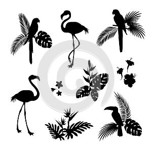 Flamingo bird and Parrot bird black silhouettes