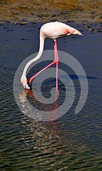 Flamingo bird with red redish feathers standing in lake