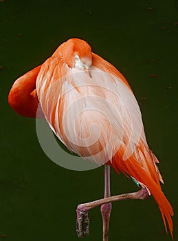 Flamingo bird in safari park