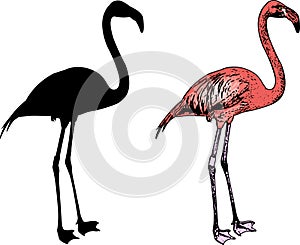 Flamingo bird silhouette and sketch illustration