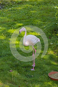 Flamingo bird standing against the background of green grass in the sun. A pink migratory flamingo bird fed by the inhabitants of