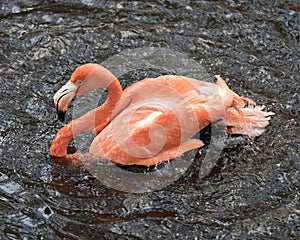 Flamingo bird Stock Photo. Flamingo bathing with splashing water. Flamingo picture. Flamingo portrait. Flamingo image