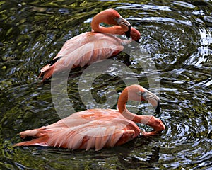 Flamingo bird Stock Photo.  Flamingo bird in water bathing with splashing water. Image. Portrait. Photo. Picture
