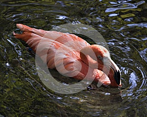 Flamingo bird Stock Photo.  Flamingo bird in water bathing in water. Image. Portrait. Photo. Picture