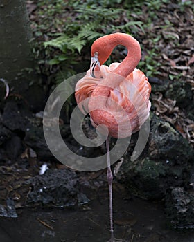 Flamingo bird Stock Photo.  Foliage background. Flamingo picture. Flamingo portrait. Flamingo image