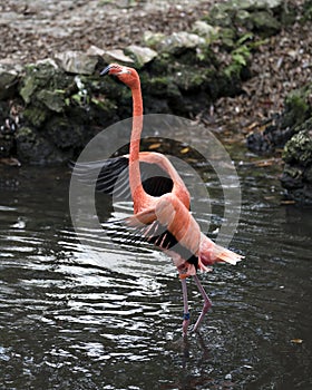 Flamingo bird Stock Photo.  Foliage background. Flamingo picture. Flamingo portrait. Flamingo image
