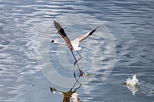 Flamingo bird takes flight