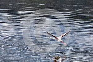 Flamingo bird takes flight