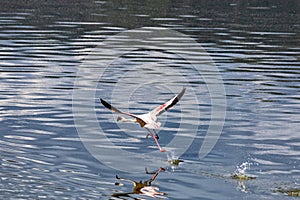 Flamingo bird takes flight