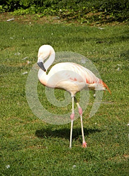 Flamingo bird