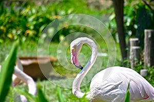 Flamingo bird It is a very beautiful bird with long necks and legs.
