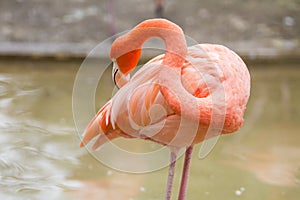 Flamingo bird in zoo