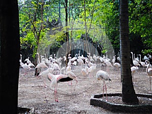 Flamingo bird zoo wild green environment