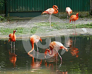 Flamingo Birds