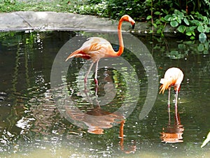 Flamingo Birds